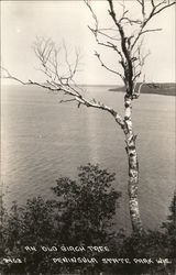 An Old Birch Tree, Peninsula State Park Fish Creek, WI Postcard Postcard 