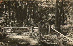 A Woods Trail Postcard