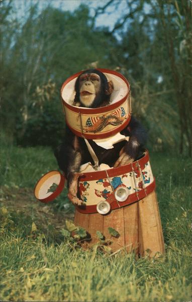 Jungleland - Little Chim Thousand Oaks California