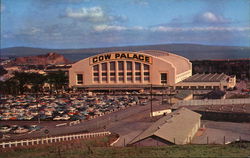 Cow Palace Postcard
