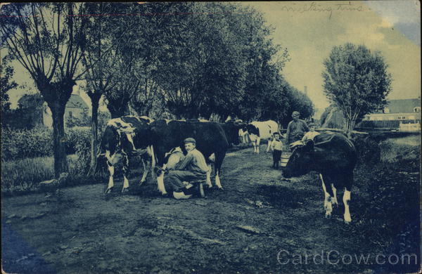 Milking Cows Delft Netherlands