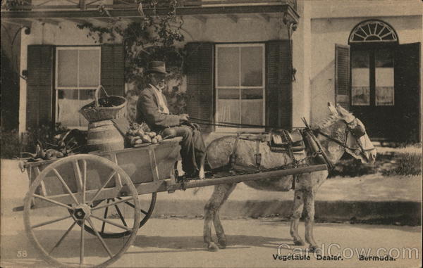 Vegetable Dealer Bermuda