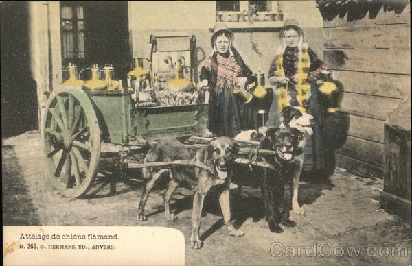 Flemish Dog Cart Belgium