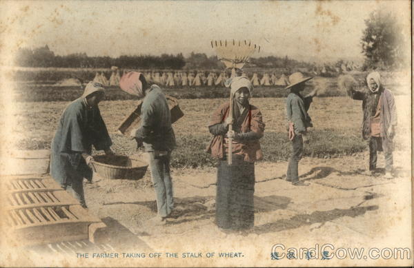 The Farmer Taking Off The Stalk Of Wheat Japan