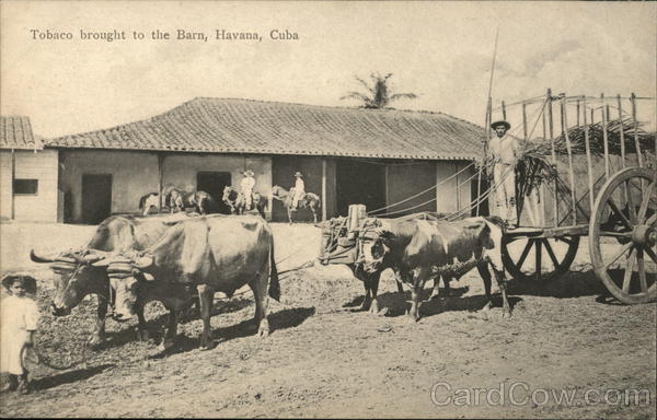 Tobacco Brought to the Barn Havana Cuba