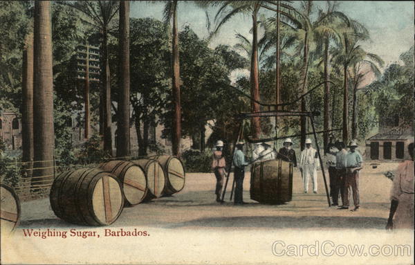 Weighing Sugar Barbados Caribbean Islands