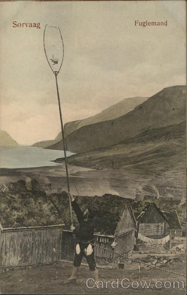 Sorvaag - Fuglemand - Birdcatcher Denmark