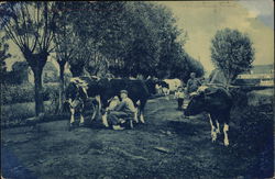 Milking Cows Delft, Netherlands Benelux Countries Postcard Postcard