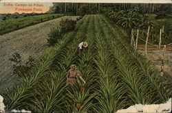 Pineapple Field Cuba Postcard Postcard
