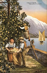 Harvesting Lemons Lago di Garda, Italy Postcard Postcard