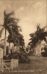 Palm Avenue, Botanic Gardens Palm Avenue, Botanic Gardens
