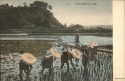 Transplanting Rice Japan Postcard Postcard