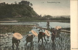Transplanting Rice Postcard