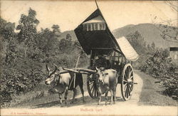 Bullock Cart Postcard