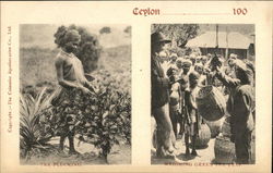 Picking Tea and Weighing Leaves Postcard