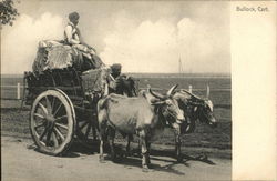 Bullock Cart, Scene From British India Postcard