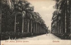 Palm Avenue, Botanical Gardens Calcutta, India Postcard Postcard