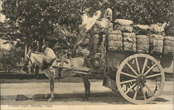 Tobacco Cart Postcard