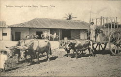 Tobacco Brought to the Barn Postcard