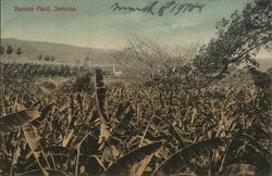 Banana Field Postcard