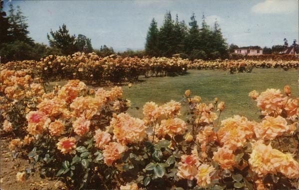 Municipal Rose Garden San Jose California