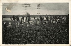 Picking Strawberries Cullman, AL Postcard Postcard Postcard