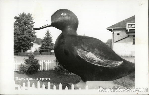 Black Duck Blackduck Minnesota