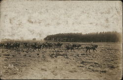 Soldiers on Horseback in Field Postcard