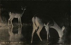 Grazing Deer Postcard