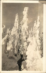 Snow-Covered Trees Postcard