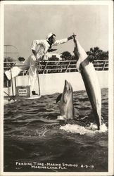 Feeding Time Marineland, FL Postcard Postcard Postcard