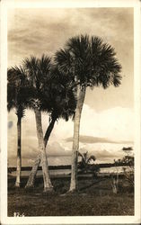 Palm Trees Against Cloudy Sky Scenic, FL Postcard Postcard Postcard