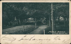 Maple Avenue Pine Bush, NY Postcard Postcard Postcard