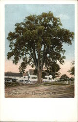 Largest Elm in the U.S. Postcard