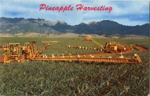 Pineapple Harvesting Fruit