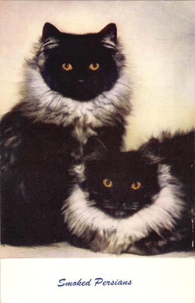 Smoked Persians Cats