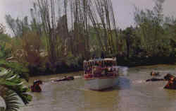 Hippopotami Pool Disneyland Postcard