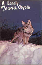 A Lonely Coyote Postcard