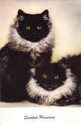 Smoked Persians Postcard