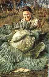 44 Lb. Alaska Cabbage Postcard