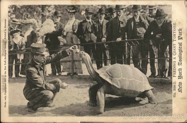 Feeding a Giant Tortoise, New York Zoological Park