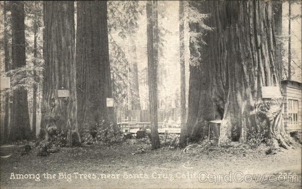 Among the Big Trees Santa Cruz California