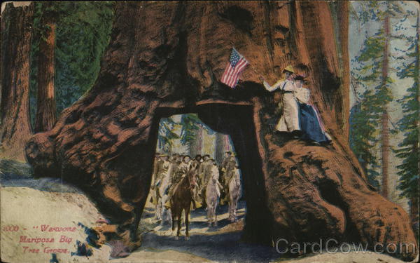 Wawona, Mariposa Big Tree Redwood National Forest California