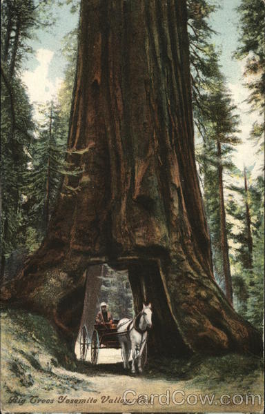 Big Trees Yosemite Valley California Yosemite National Park