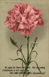 Pink Carnations at East Lawn Consevatories Sacramento, CA Postcard Postcard Postcard