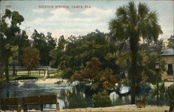 Sulphur Springs Tampa, FL Postcard Postcard Postcard