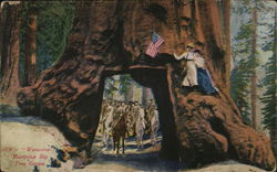 Wawona, Mariposa Big Tree Wawona, Mariposa Big Tree