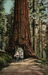 California Redwood Tree Wawona Postcard