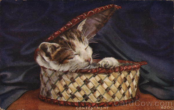Contentment Cats