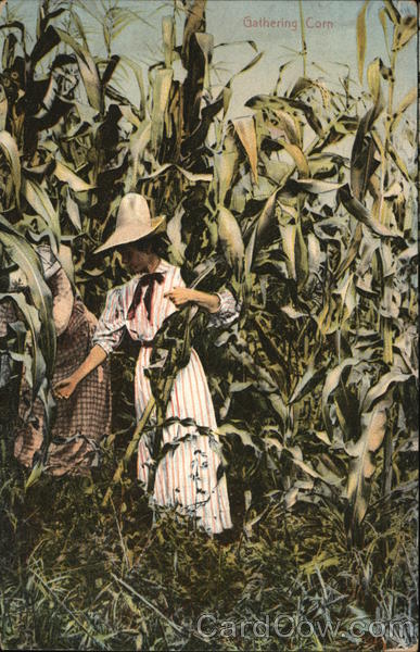 Gathering Corn Women